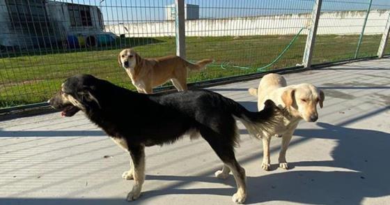 ZEHİRLENEN SOKAK KÖPEKLERİNDEN SEVİNDİRİCİ HABER