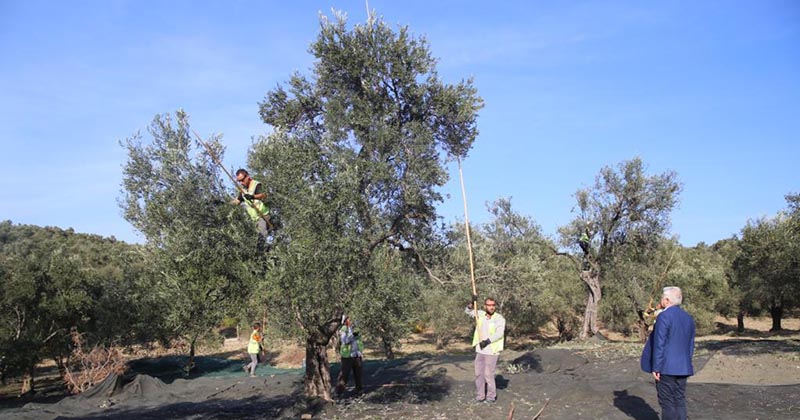 BURHANİYE BELEDİYESİ ZEYTİNYAĞINDA DA MARKA OLDU