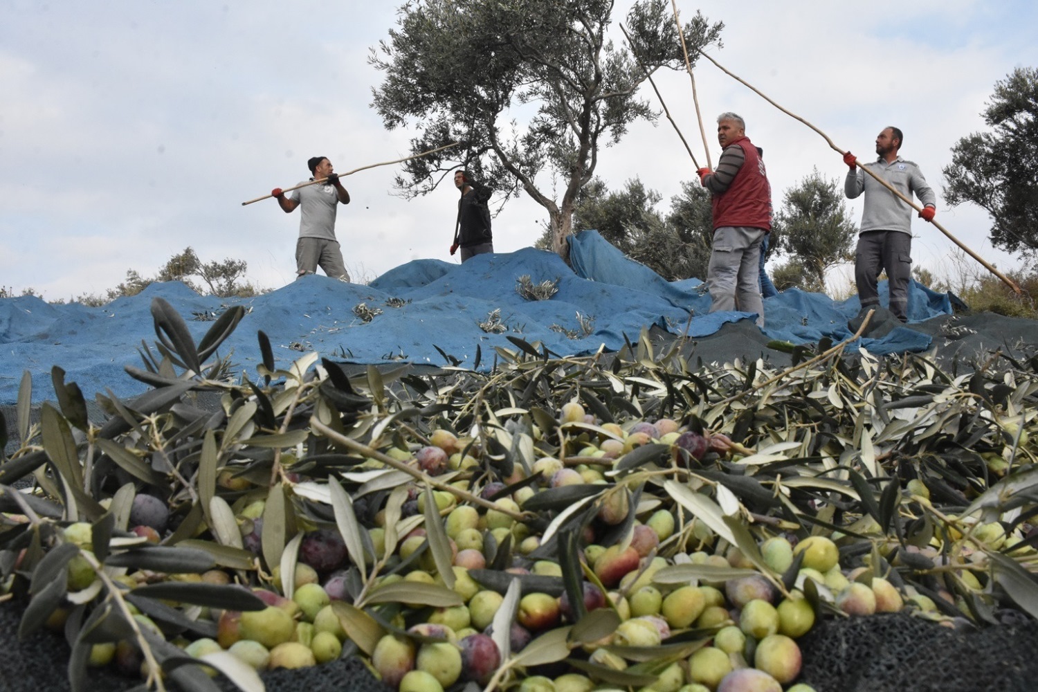 EDREMİT BELEDİYESİ KENDİ ZEYTİNİNİ HASAT EDİP, TÜKETİCİYE  SUNUYOR